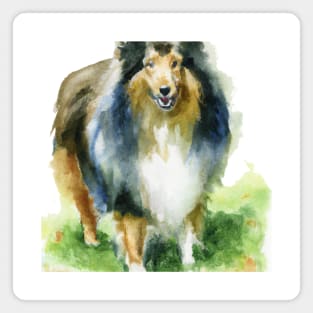 Shetland Sheepdog Watercolor Painting - Dog Lover Gifts Magnet